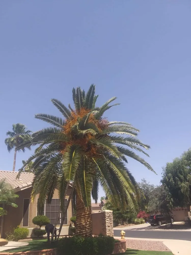 Local landscape installation for outdoor upgrades across Gilbert, AZ - CBS Landscaping and Construction