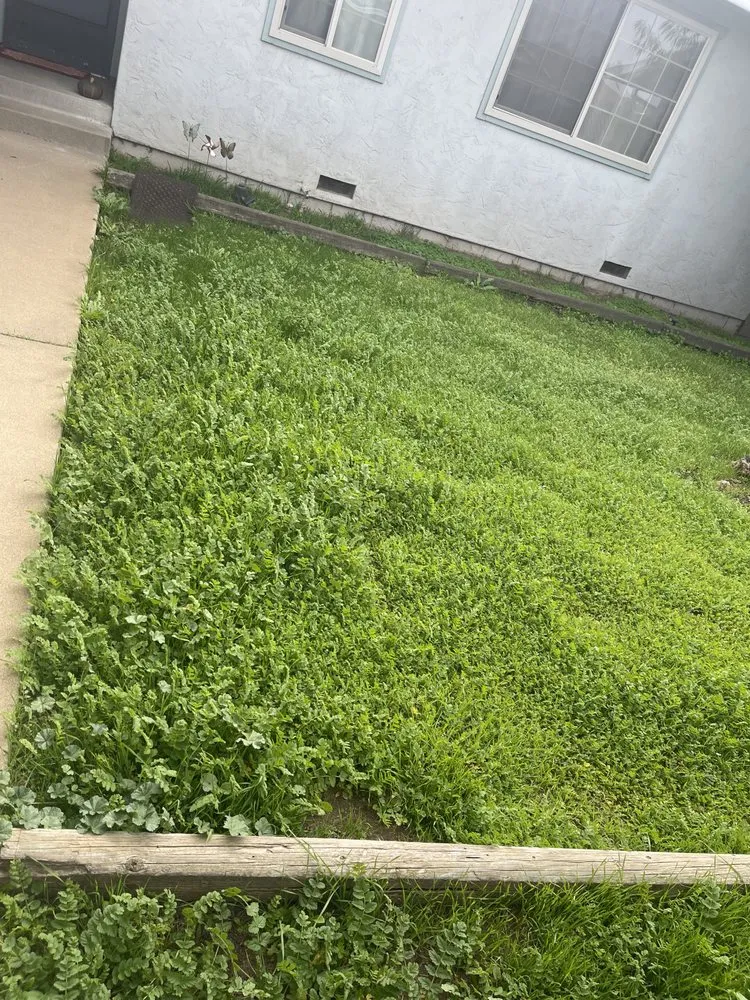 Professional outdoor landscaping in Salinas, CA by CBS Mow Lower