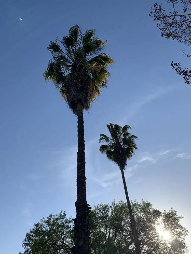 Local lawn care service experts serving Fresno, CA - CBS Tree Service & Landscaping Maintenance