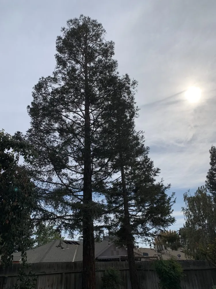 Expert landscape installation in Fresno, CA - CBS Tree Service & Landscaping Maintenance