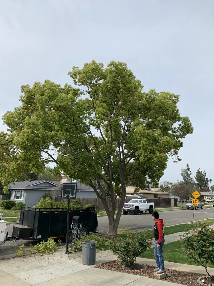 Reliable outdoor landscaping for year-round maintenance across Fresno, CA - CBS Tree Service & Landscaping Maintenance