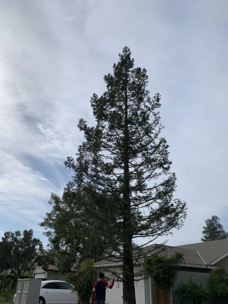 Custom yard maintenance experts serving Fresno, CA - CBS Tree Service & Landscaping Maintenance