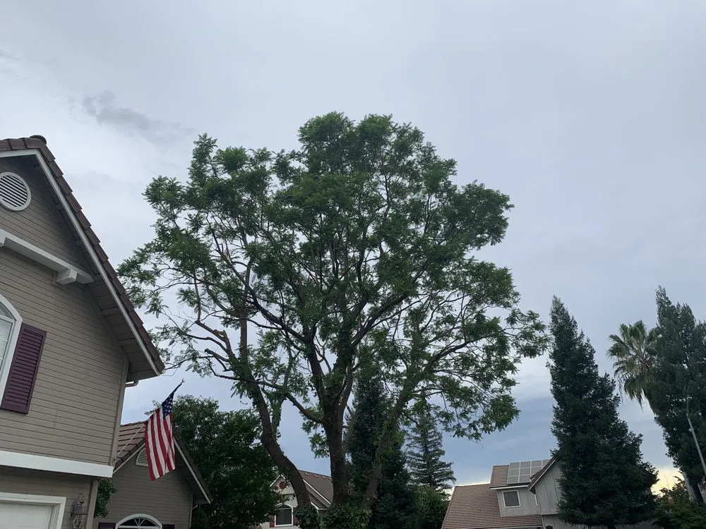 Affordable residential landscaping in Fresno, CA by CBS Tree Service & Landscaping Maintenance