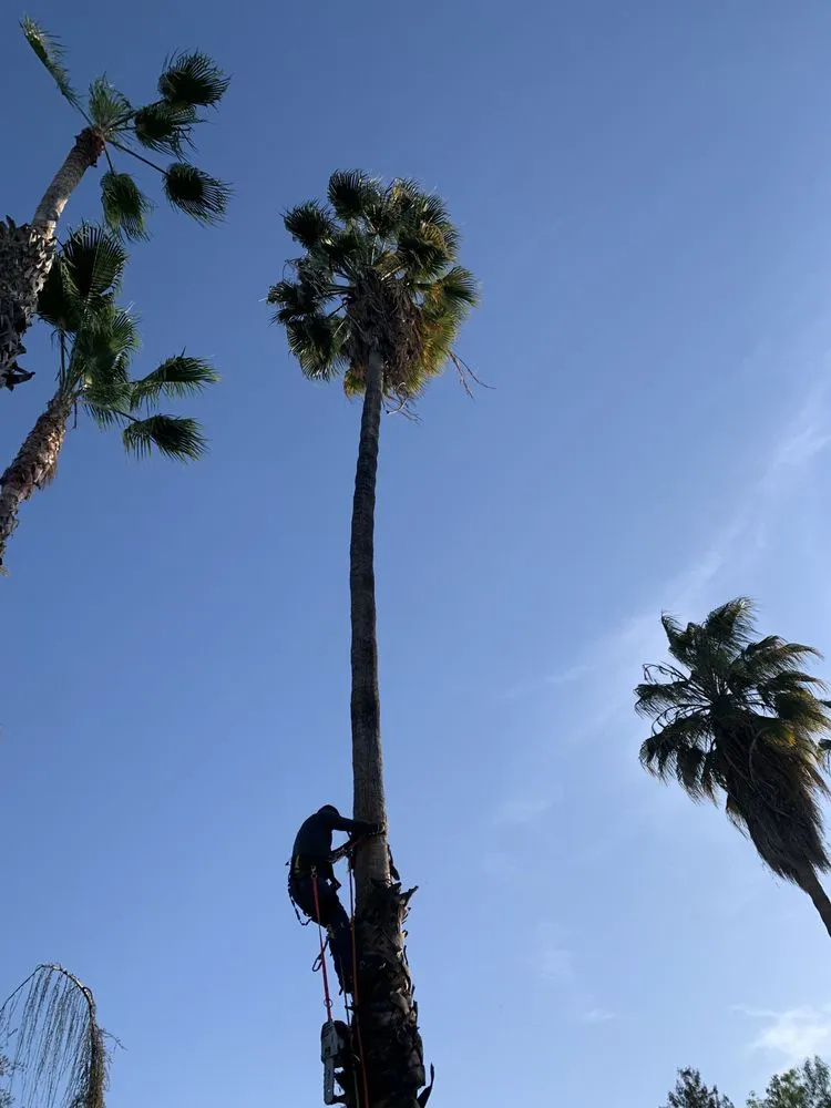 Professional residential landscaping for beautiful yards across Fresno, CA - CBS Tree Service & Landscaping Maintenance