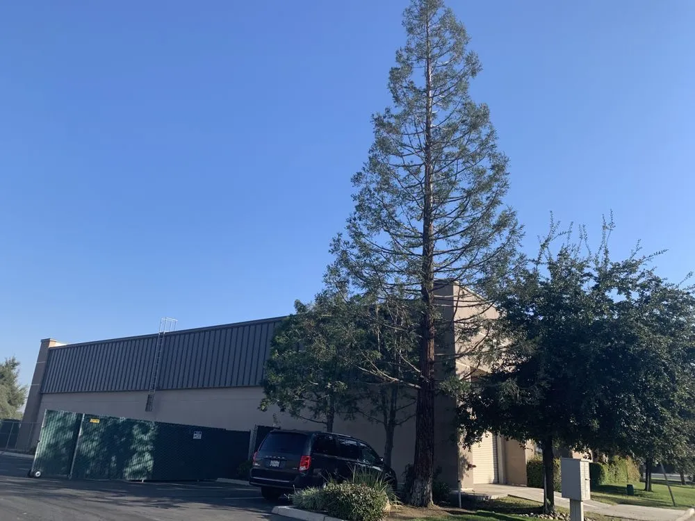 Affordable lawn care service in Fresno, CA - CBS Tree Service & Landscaping Maintenance