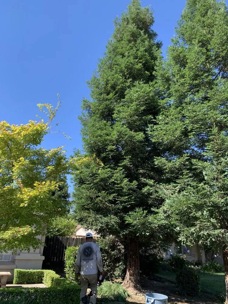 Affordable residential landscaping for residential properties in Fresno, CA by CBS Tree Service & Landscaping Maintenance