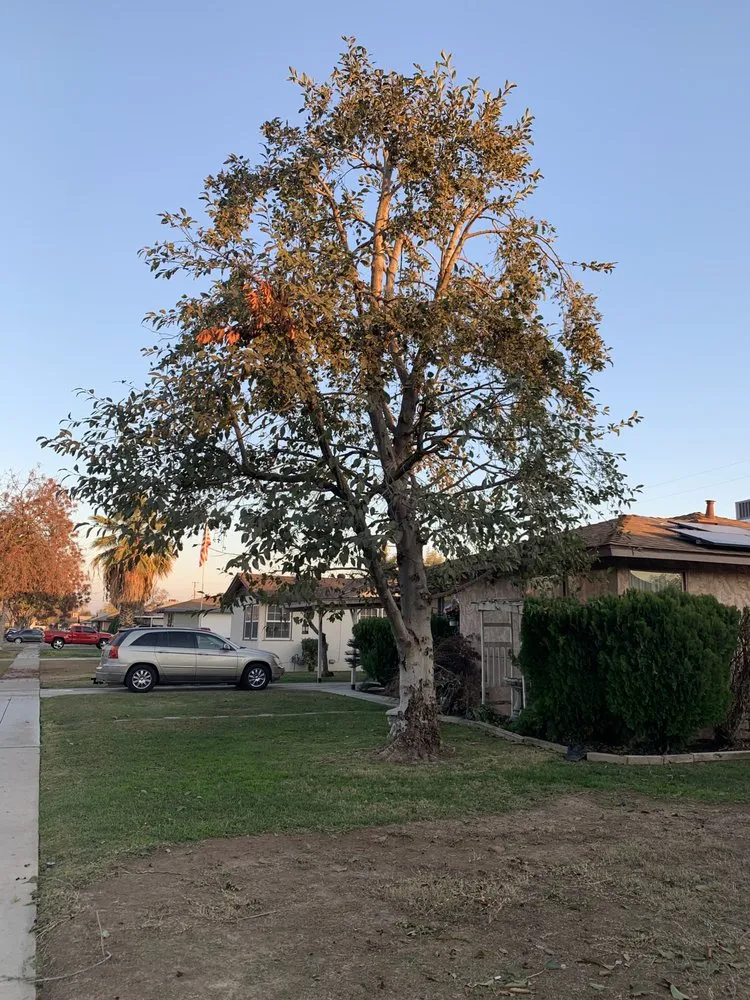 Custom garden landscaping experts serving Fresno, CA - CBS Tree Service & Landscaping Maintenance