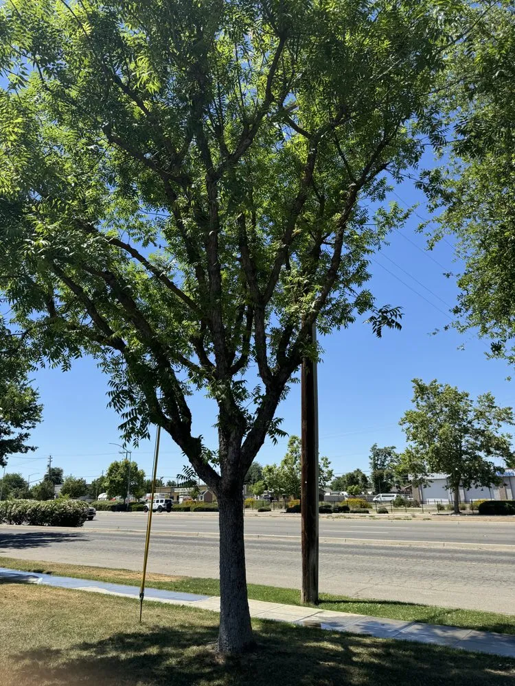 Professional landscaping services near you in Fresno, CA by CBS Tree Service & Landscaping Maintenance