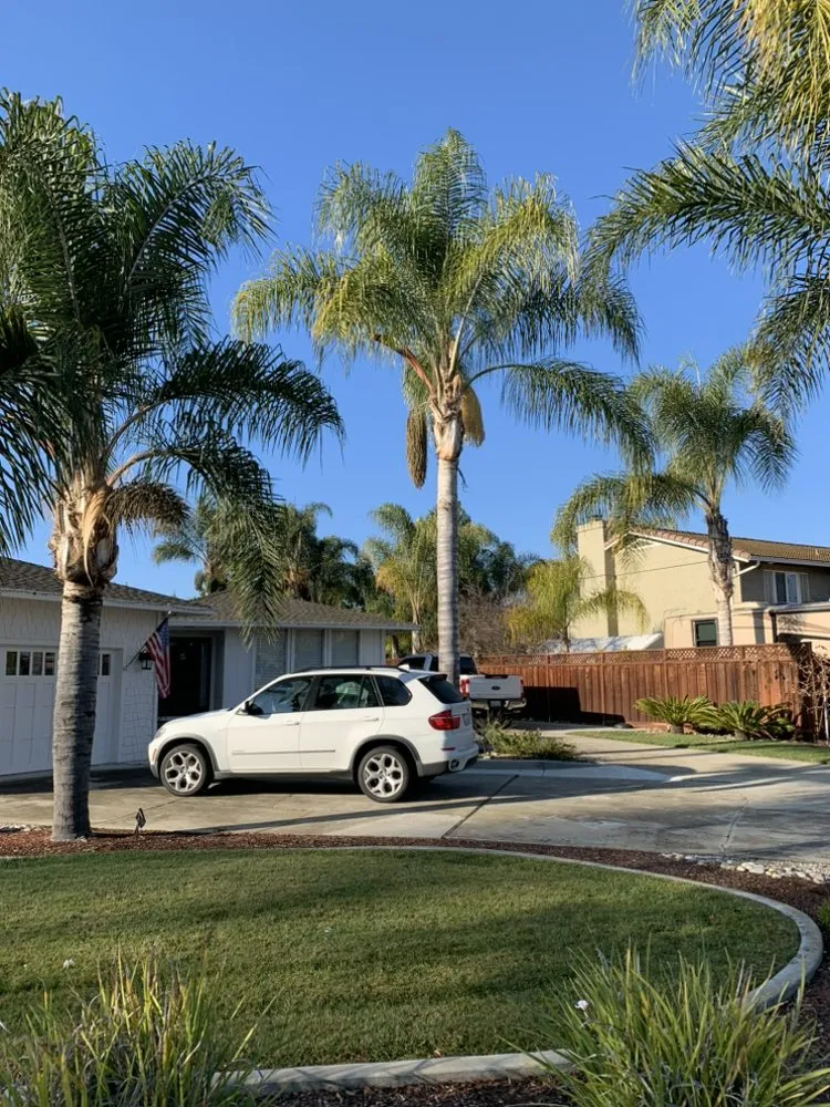 Expert yard cleanup service experts serving Gilroy, CA - C&C Landscape & Tree Care