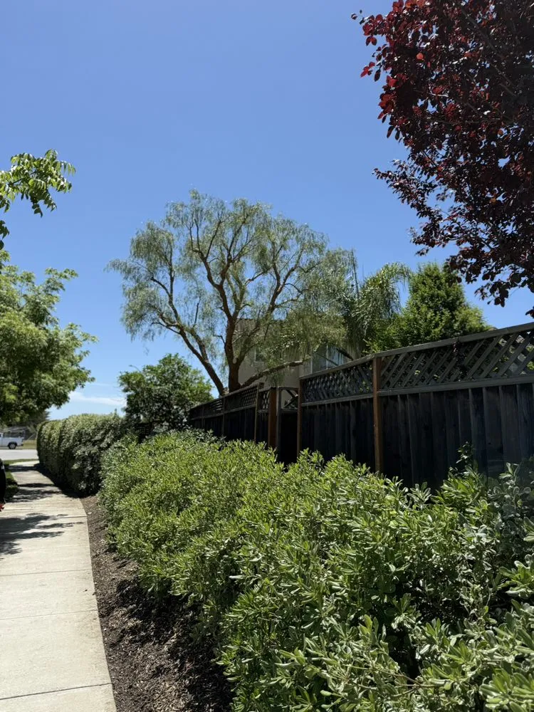 Reliable yard maintenance for year-round maintenance across Gilroy, CA - C&C Landscape & Tree Care