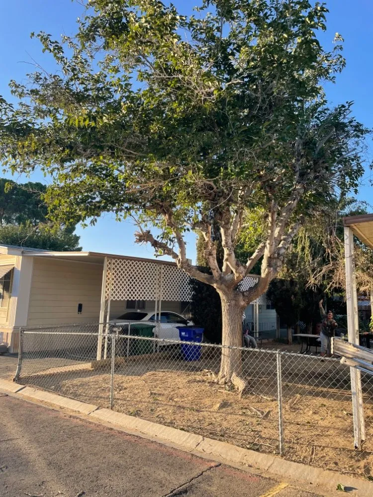 Affordable landscaping services for beautiful yards in Lancaster, CA by C&C Landscaping & Gardening