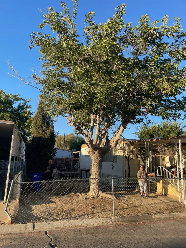 Top-rated yard cleanup service in Lancaster, CA - C&C Landscaping & Gardening