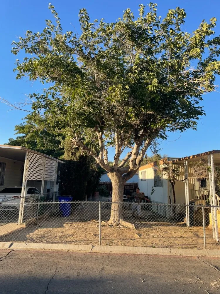 Affordable lawn care service for year-round maintenance in Lancaster, CA by C&C Landscaping & Gardening