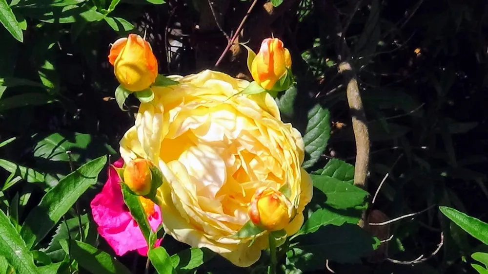 Affordable yard maintenance experts serving Lodi, CA - CC Landscaping& Lawns