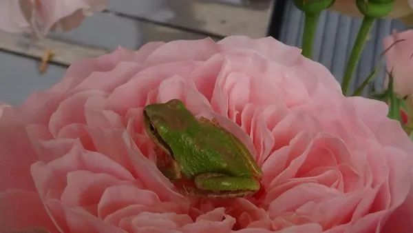 CC Landscaping& Lawns Logo