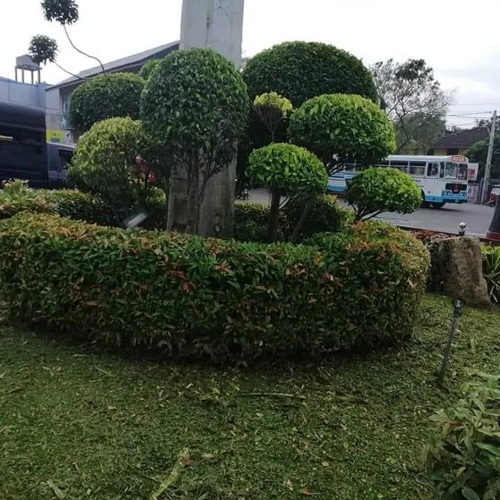 Top-rated lawn care service in Star City, AR by C&C Landscaping