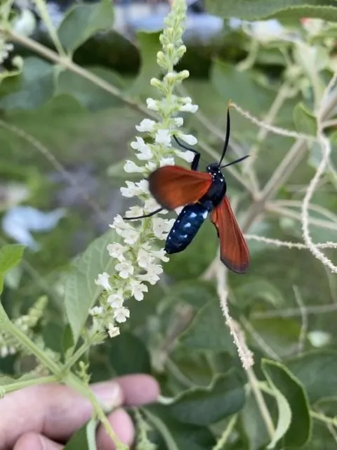 Local residential landscaping experts serving Bradenton, FL - CC Landscaping Warehouse Plus