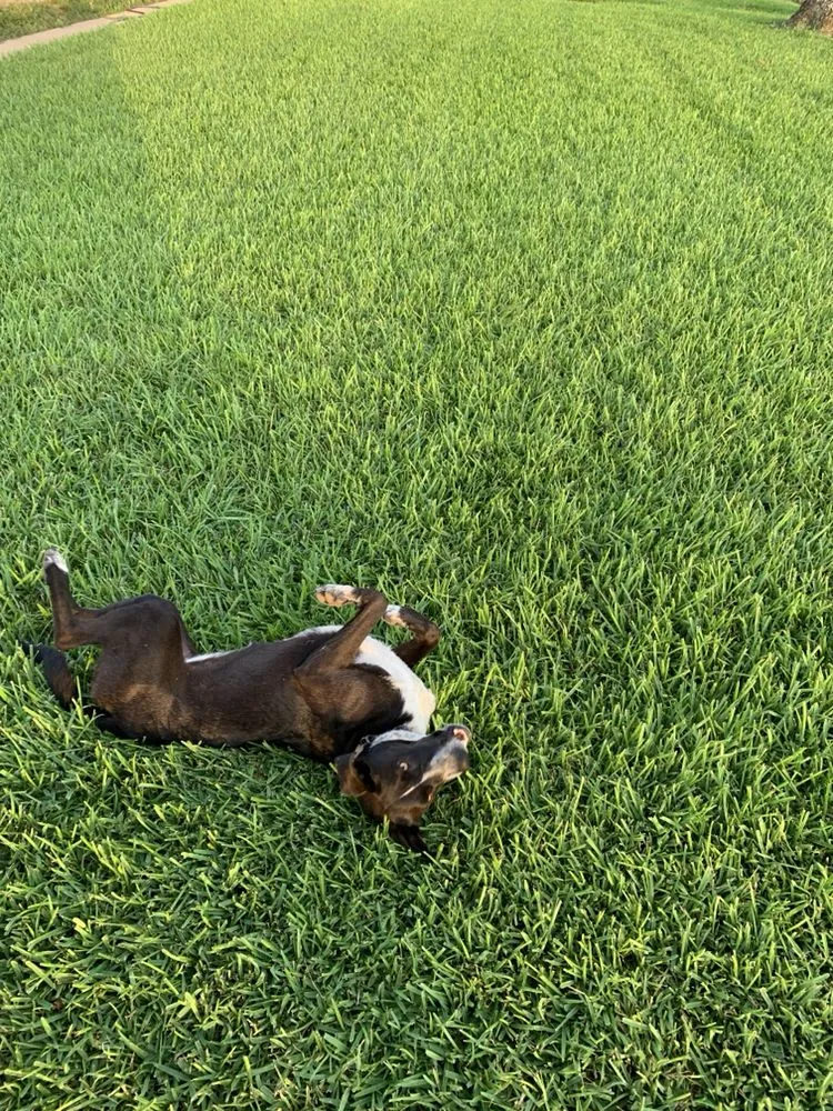 Professional lawn mowing service in Bryan, TX - C&C Lawn and Irrigation