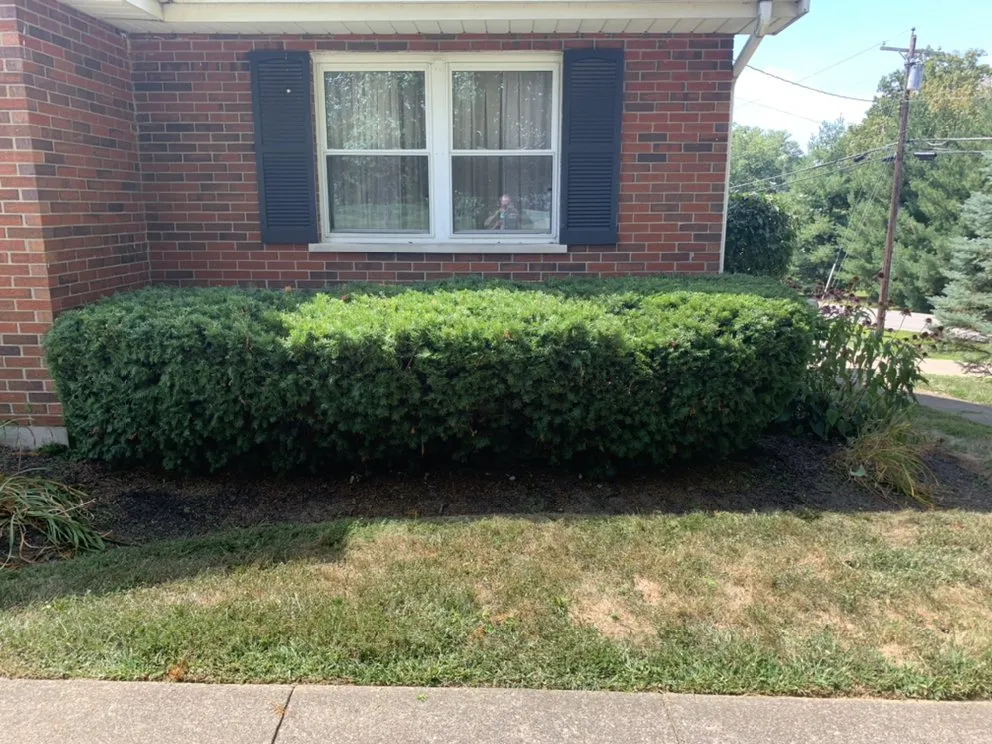 Custom yard maintenance for homes across Florence, KY - C&C Lawn Care
