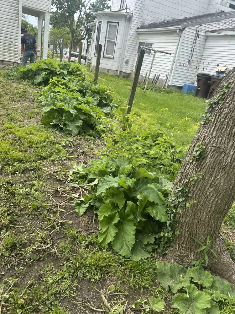 Expert garden landscaping for beautiful yards across Versailles, OH - C&C Lawn Care