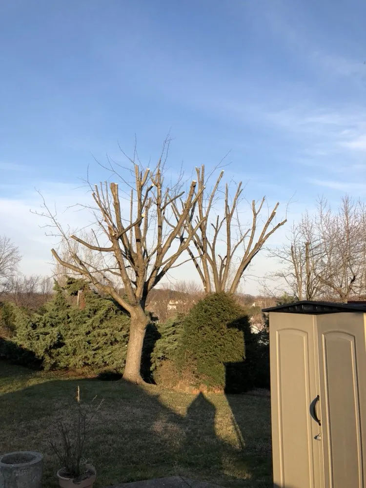 Local yard cleanup service experts serving Baltimore, MD - C&C Lawn Care,Moving & Trash Removal