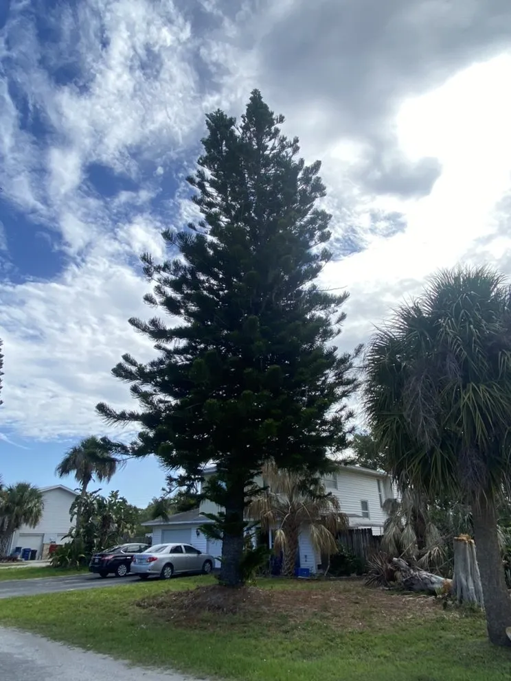 Expert outdoor landscaping in Nokomis, FL - C&C Lawn Service