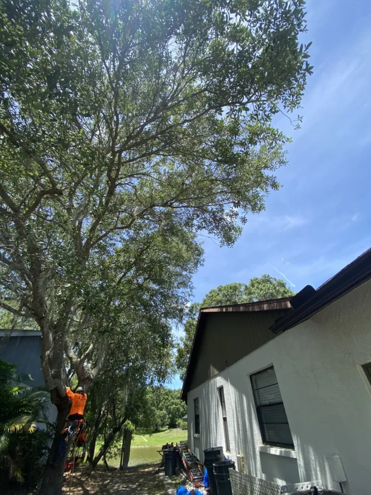 Professional landscape design experts serving Nokomis, FL - C&C Lawn Service