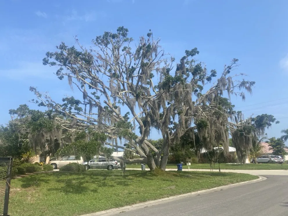 Affordable lawn mowing service experts serving Nokomis, FL - C&C Lawn Service