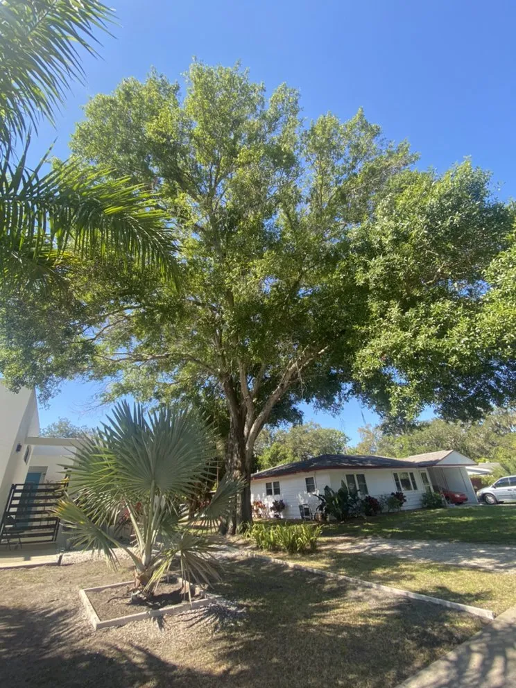 Expert yard cleanup service in Nokomis, FL - C&C Lawn Service