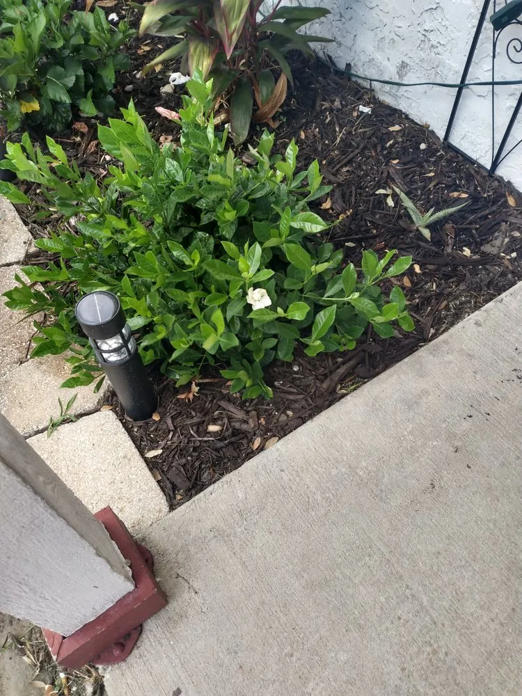 Expert outdoor landscaping in Orlando, FL - C&C lawns and handy work