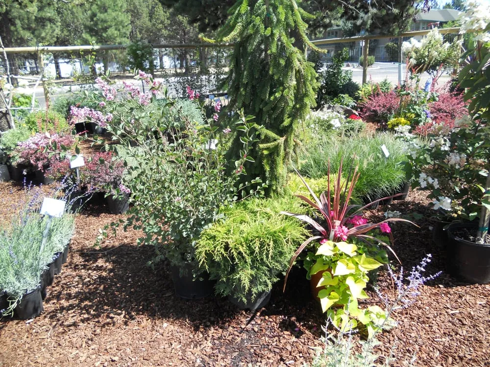 Trusted yard maintenance with custom design in Sisters, OR by C&C Nursery and Landscape Maintenance