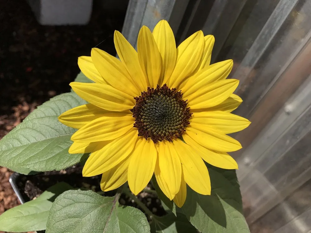 Affordable lawn care service experts serving Sisters, OR - C&C Nursery and Landscape Maintenance