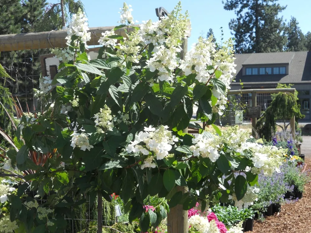 Reliable landscaping services for homes across Sisters, OR - C&C Nursery and Landscape Maintenance