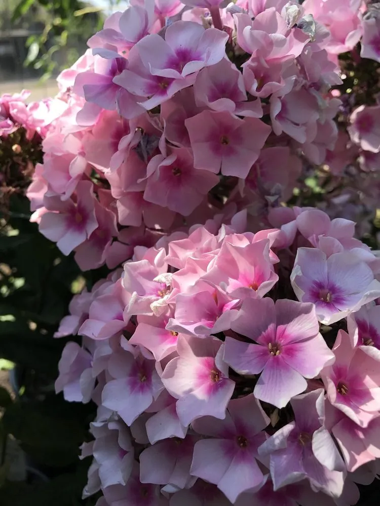 Reliable residential landscaping in Sisters, OR by C&C Nursery and Landscape Maintenance