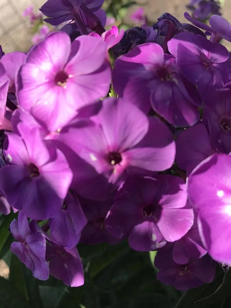 Custom yard cleanup service in Sisters, OR by C&C Nursery and Landscape Maintenance