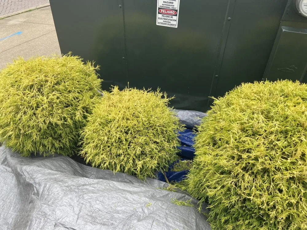 Expert yard maintenance for homes across Jamestown, NY - C&C Property Maintenance