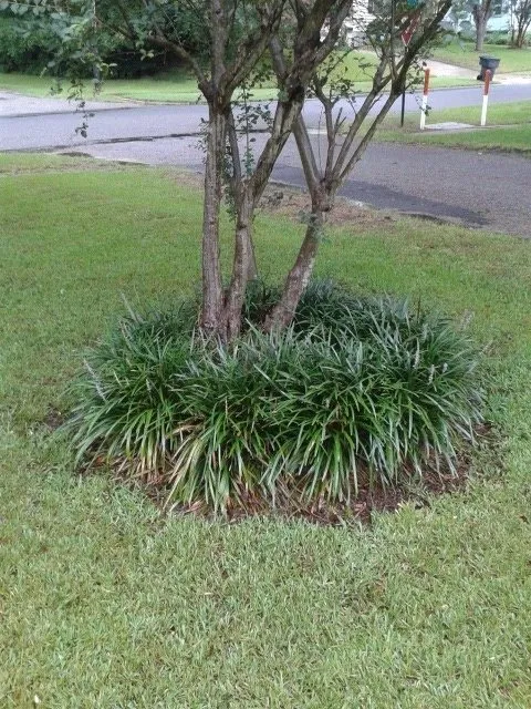 Custom yard maintenance in Shrevepor, LA - C&C Services