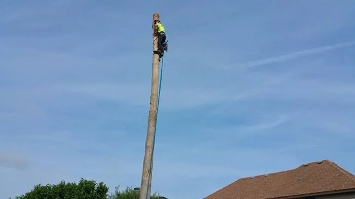 Affordable yard cleanup service experts serving Corpus Christi, TX - CC Tree Service