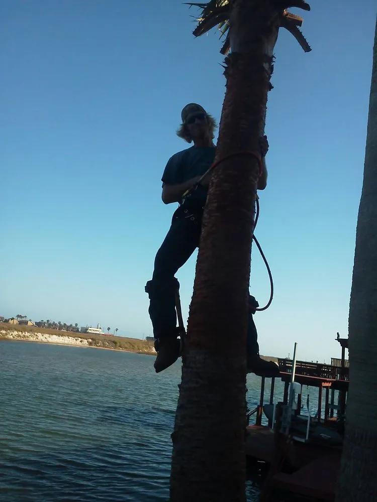 Trusted yard cleanup service in Corpus Christi, TX by CC Tree Service