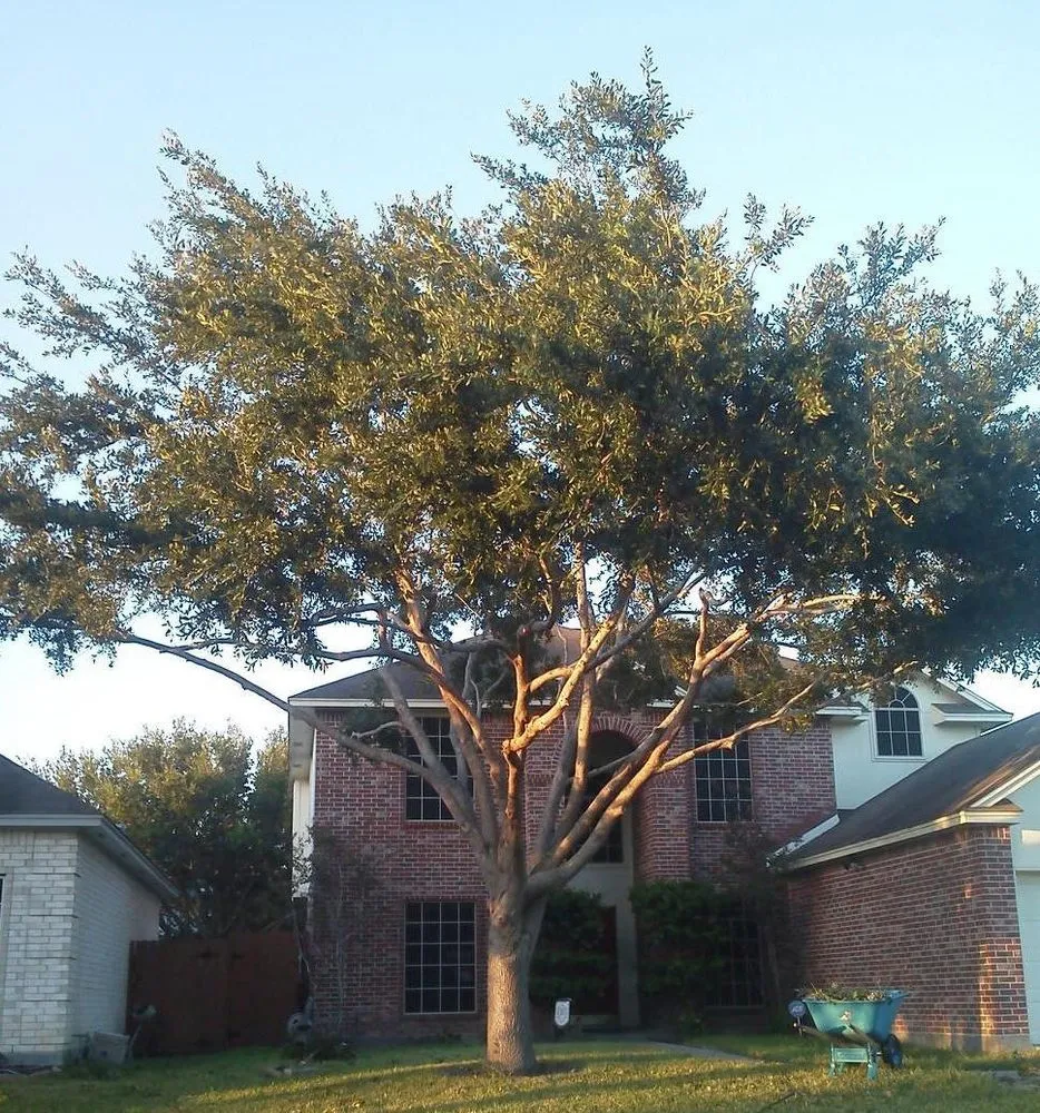 Local landscape installation in Corpus Christi, TX by CC Tree Service
