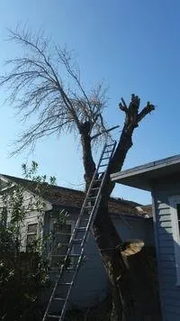 Trusted outdoor landscaping experts serving Corpus Christi, TX - CC Tree Service