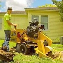 Expert yard maintenance in Corpus Christi, TX - CC Tree Service
