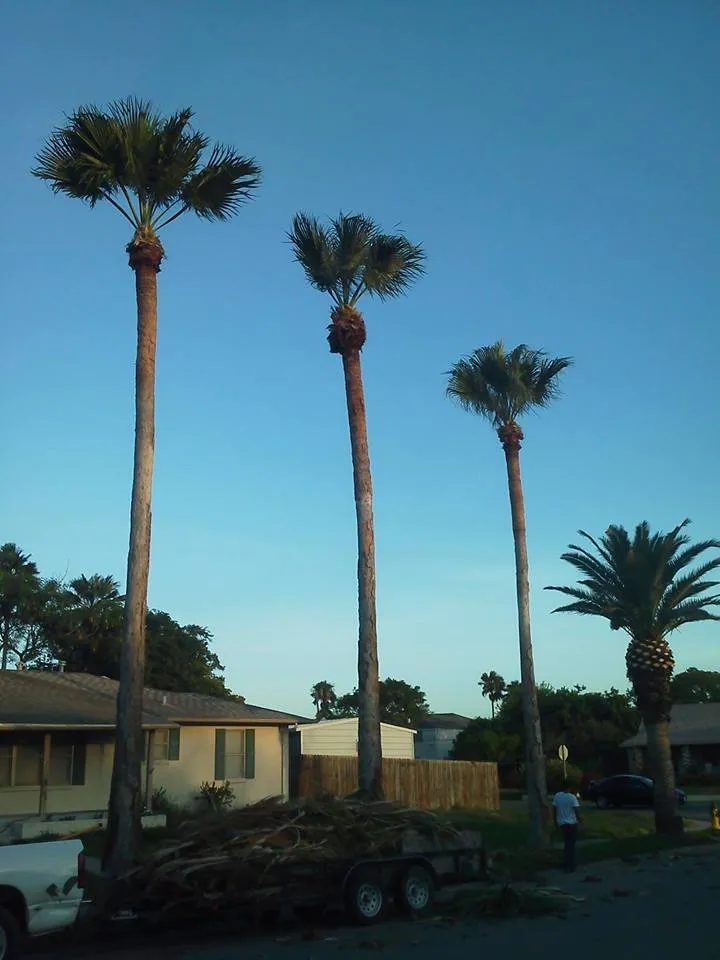 Expert landscaping services near you in Corpus Christi, TX by CC Tree Service