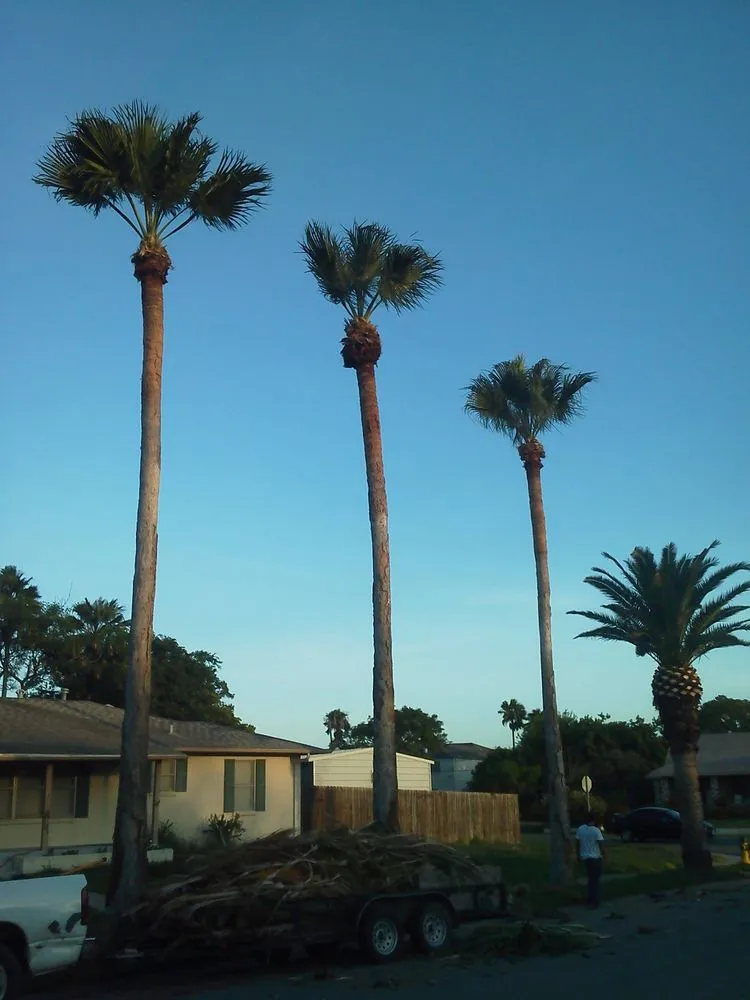 Top-rated landscape design for outdoor upgrades across Corpus Christi, TX - CC Tree Service