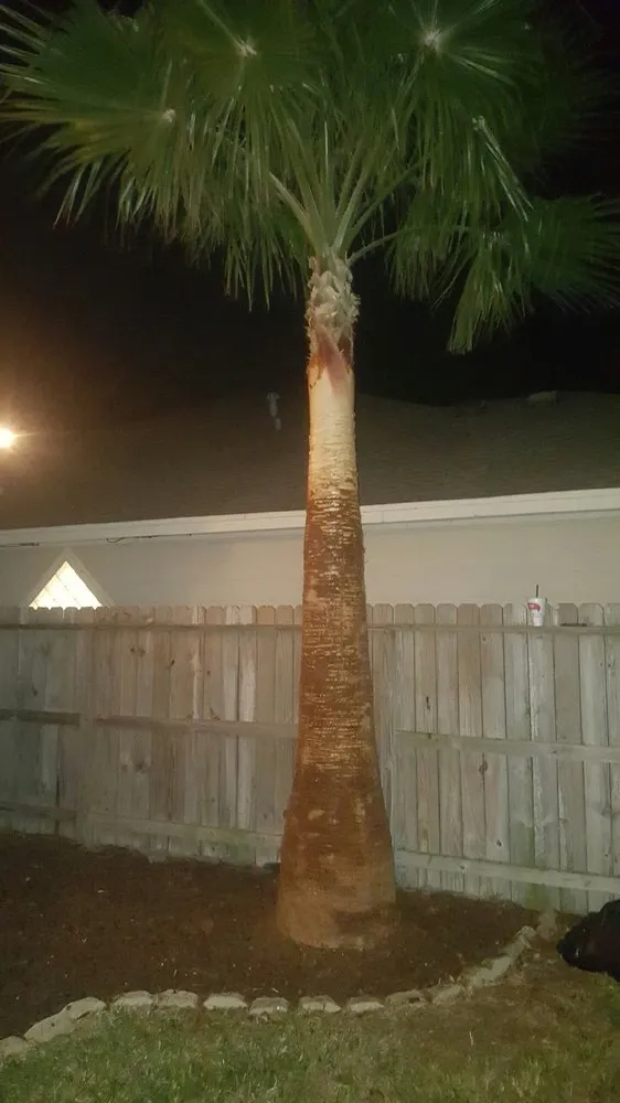 Reliable yard cleanup service near you across Corpus Christi, TX - CC Tree Service