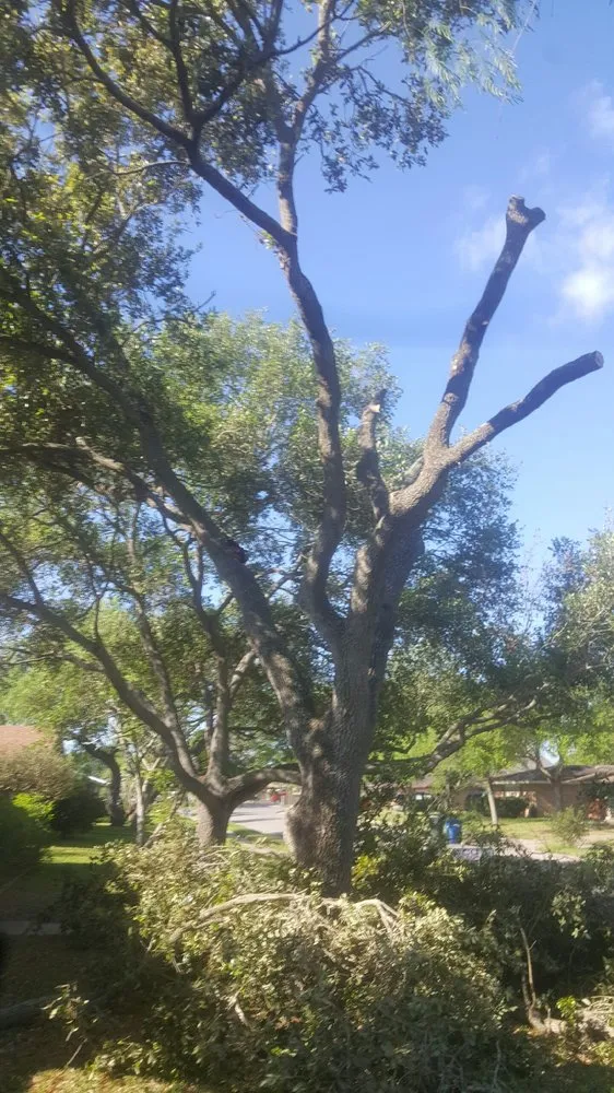 Affordable landscaping services for homes across Corpus Christi, TX - CC Tree Service
