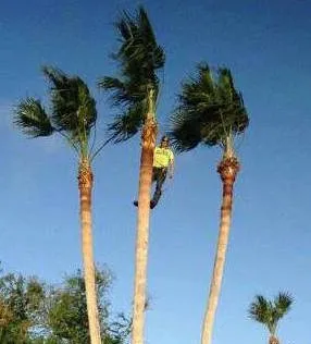 Affordable yard cleanup service for residential properties in Corpus Christi, TX by CC Tree Service