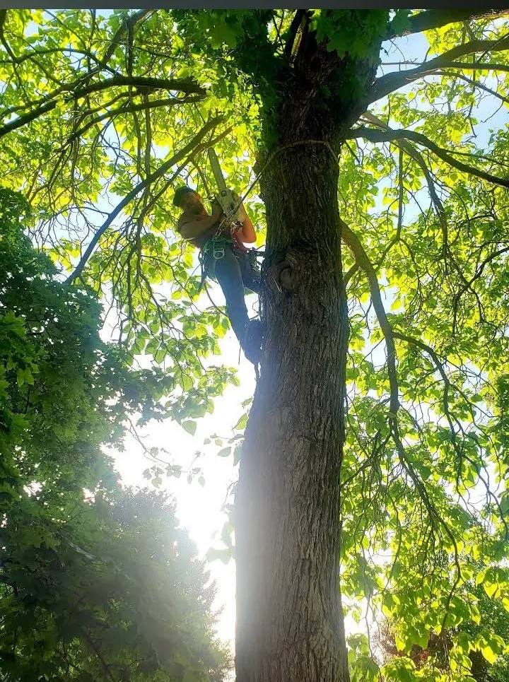 Affordable yard maintenance in West Haven, UT by C&C Tree Service
