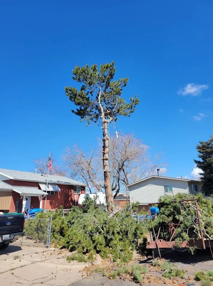 Custom yard maintenance for outdoor upgrades in West Haven, UT by C&C Tree Service