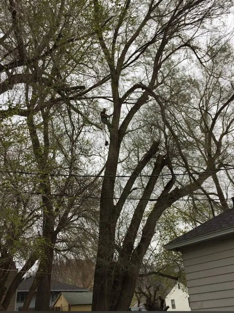 Trusted yard maintenance for year-round maintenance across West Haven, UT - C&C Tree Service